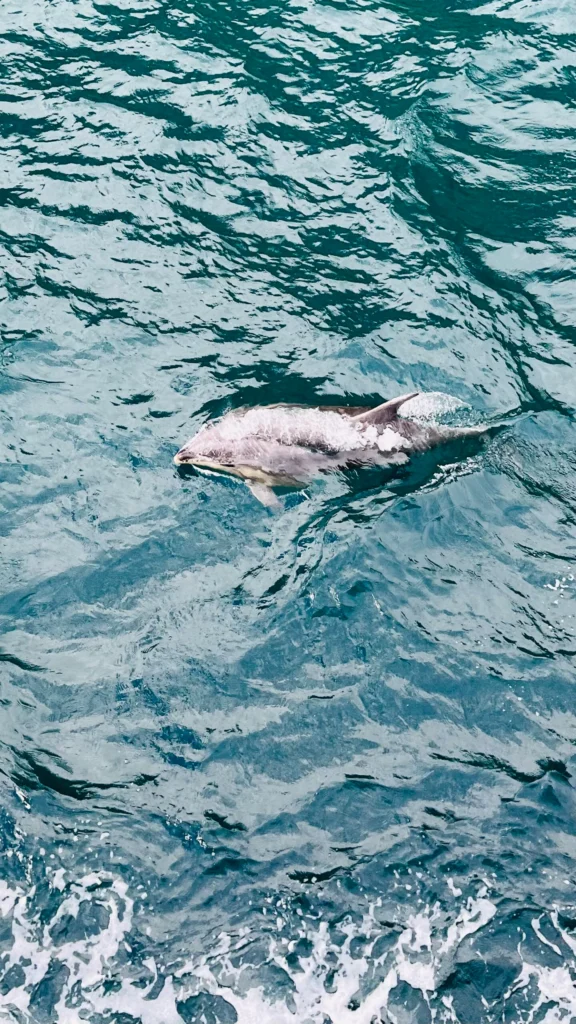 un delfin en los fiordos de Milford Sound en la isla sur de Nueva Zelanda