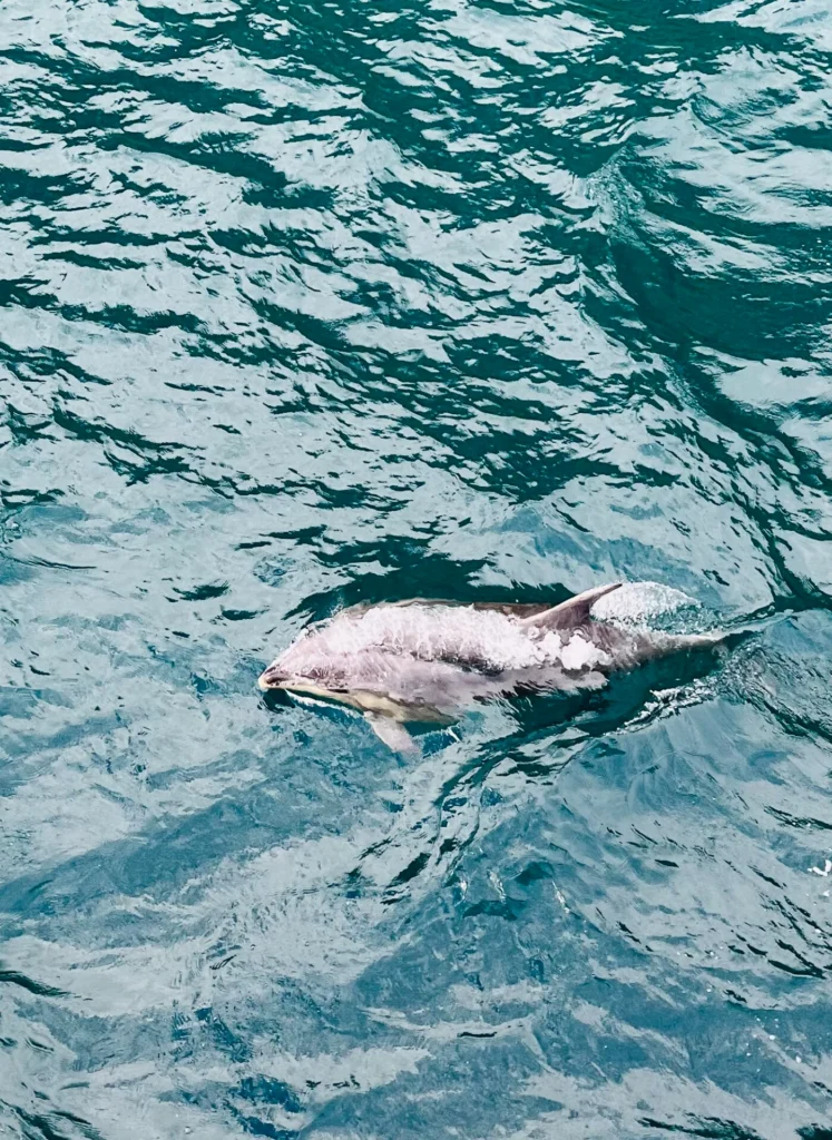 un delfin en los fiordos de Milford Sound en la isla sur de Nueva Zelanda