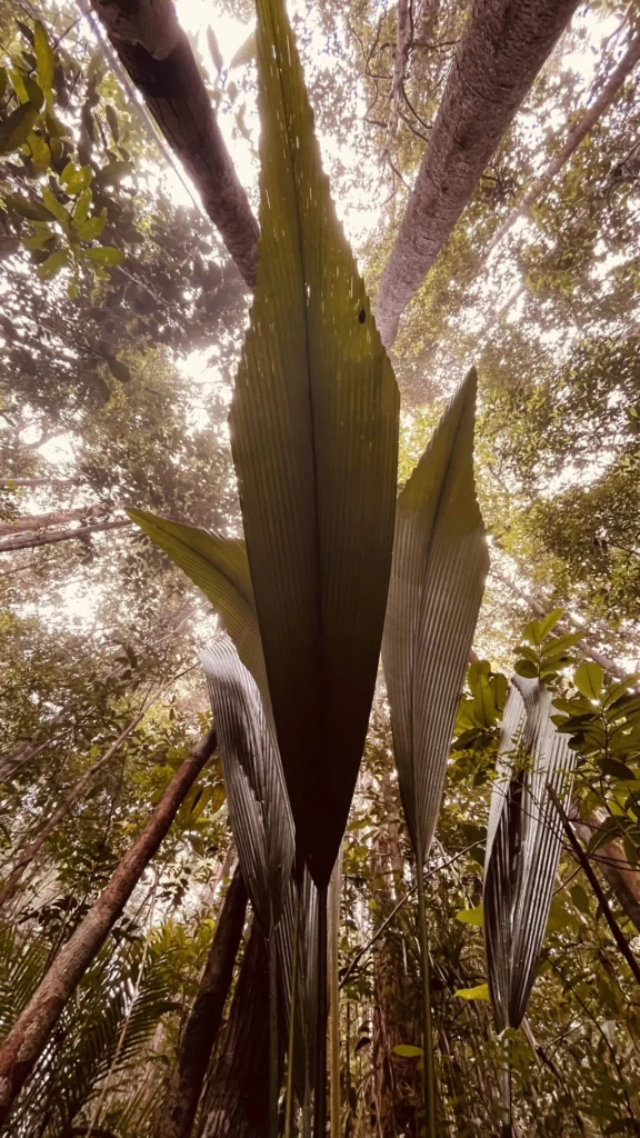 hoja-palmera-selva foto de palmeras en la selva de Borneo