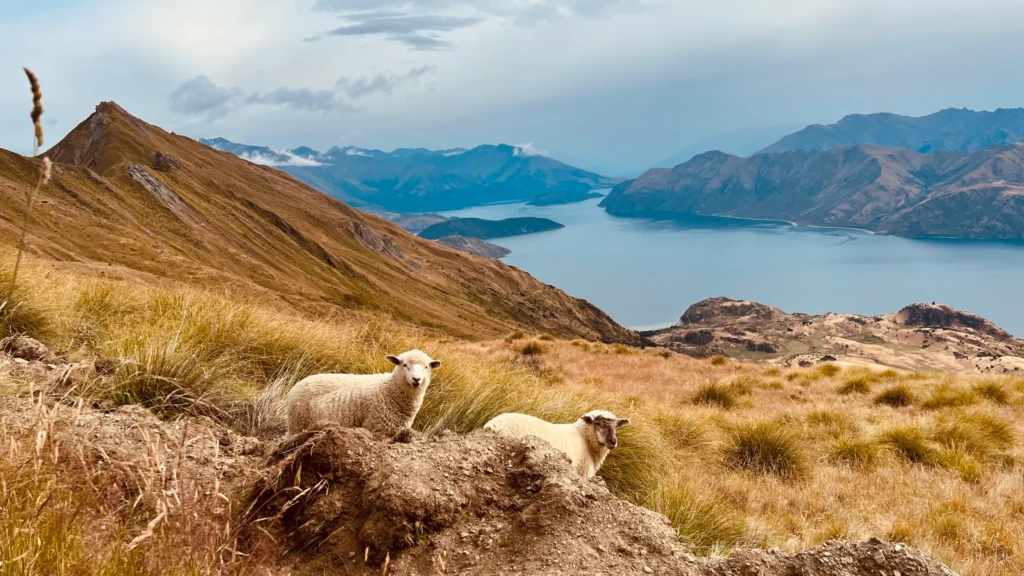 ovejas en torno al lago Rotoura en la isla norte de Nueva Zelanda