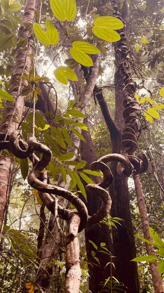 lianas enroscadas en una selva de la region de sarawak en borneo