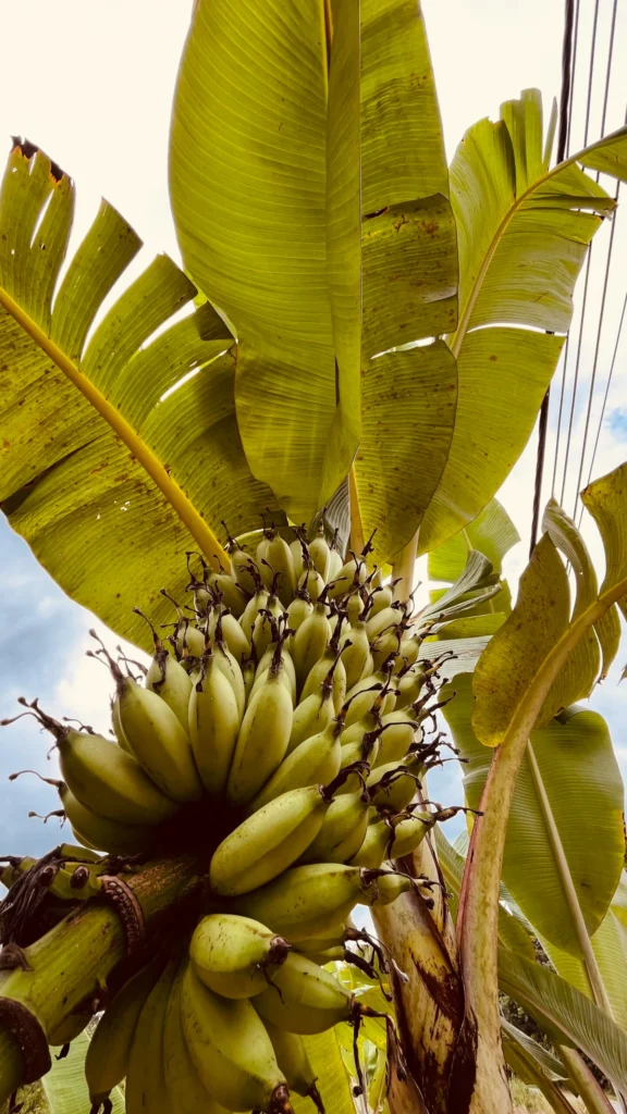 palmera con platanos