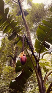 palmera con un fruto en forma de corazon el region de Sabah en Borneo