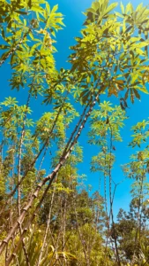 plantas de bambu en la selva de Borneo