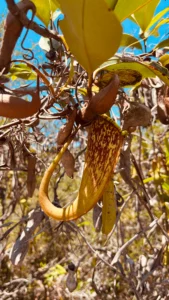 planta carnivora en la selva de borneo