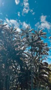 altas palmeras de la selva de la region de Sabah en Borneo