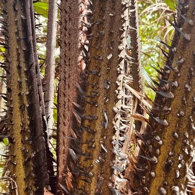 table-img21-jungle-cactus cactus de la selva de Borneo