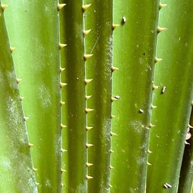 table-img23-jungle-plant planta exotica de la selva de Borneo