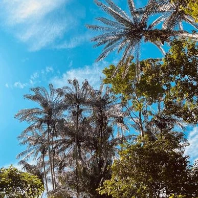 table-img31-jungle-palm palmeras de la selva en Borneo